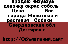 продаю чихуахуа девочку,окрас соболь › Цена ­ 25 000 - Все города Животные и растения » Собаки   . Свердловская обл.,Дегтярск г.